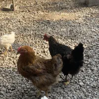 مرغ و خروس محلی