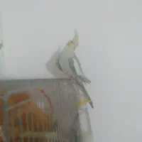 عروس‌ هلندی