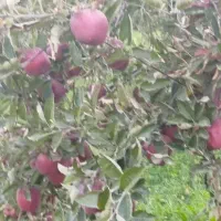 سیب