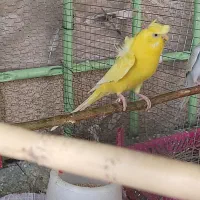مرغ عشق پروانه ای