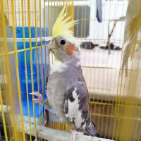 عروس هلندی سینامون