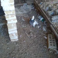 کبوتر|پرنده|دزفول, |دیوار