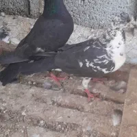 پلاکی سینه سفید