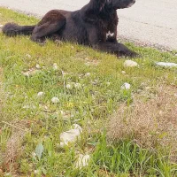 سگ لاس قدرجونی