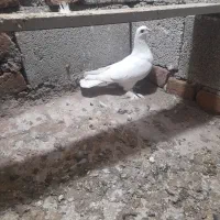 کفتر لوطی قرمز گوز