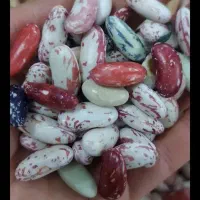 لوبیا پاک شده تازه