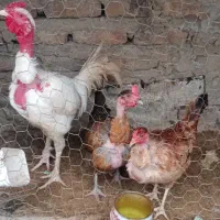 مرغ و خروس گردن لخت