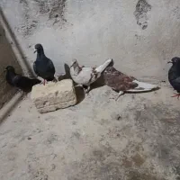 کفتر|پرنده|سراوان, |دیوار