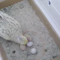 نرو ماده جفت با سه جوجه