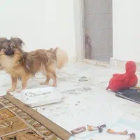 نر واکسن خورده