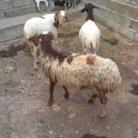 گوسفند|حیوانات مزرعه|مهران (هرمزگان), |دیوار
