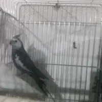 عروس هلندی کبوتر