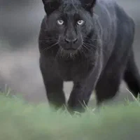استخدام دکتر دامپزشک با مجوز