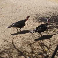 یه جفت بوقلمون