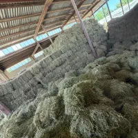 یونجه خشک درجه یک بدون علف