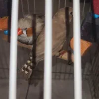 فنچ  زبرا  گورخری