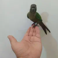 جوجه گرینچیک‌ یلو ساید نرمال