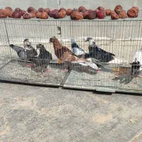 کبوتر