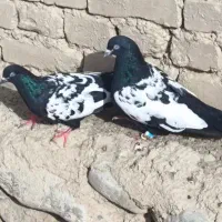 جفت کبوتر سینه سیاه