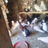کبوتر|سگ|آذرشهر, |دیوار
