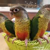 جوجه گرینچیک دستی سخنگو سرلاکی همه رنگ تعدادوتک