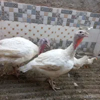 مرغ بوقلمون