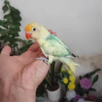 چند کوتوله دستی و نیمه دستی بازیگوش