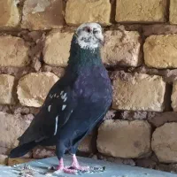 کبوتر