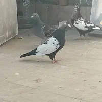 کبوتر
