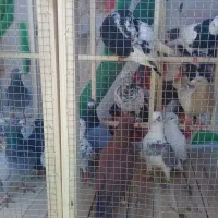 کفتر