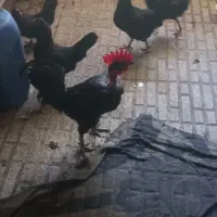 فروش خروس و بارخروس