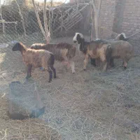 ۴ تا بره نر یک بره ماده