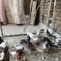 یه تعداد کفتر خوب با تخم و جوجه و جفت کن