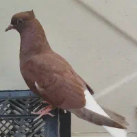 کبوتر شیخ واشعل