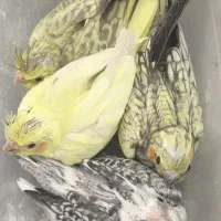 جوجه عروس هلندی