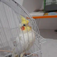 عروس هلندی