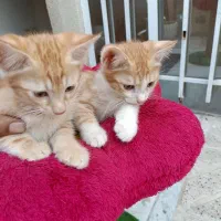 واگذاری بچه گربه دو ماه