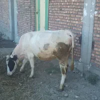 گاو|حیوانات مزرعه|باسمنج, |دیوار