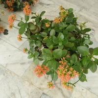 گل طبیعی|گل و گیاه طبیعی|کرج, حاجی آباد|دیوار
