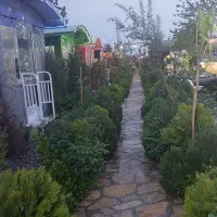 نیروی کار خانم یا اقا جهت کار در کافه