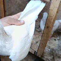 معاوضه با کبوتر