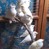 فنچ گلدین زرد