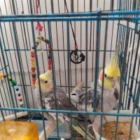 عروس هلندی