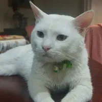 واگذاری گربه سفید رایگان