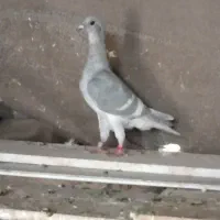 کفتر الماسی خط سفید ماده
