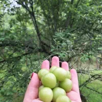 گوجه سبزتازه  از دل طبیعت