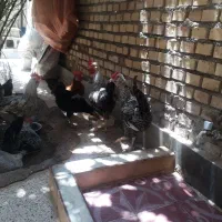 خروس|حیوانات مزرعه|شوشتر, |دیوار