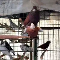 یه جفت قرمزی