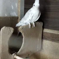 عروس هلندی ماده البینو