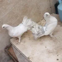 یه جفت کبوتر دم چتری